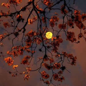 Meet your Posher, Annie